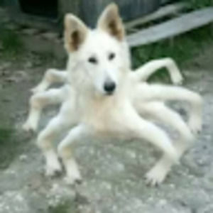 Meet your Posher, Zoe